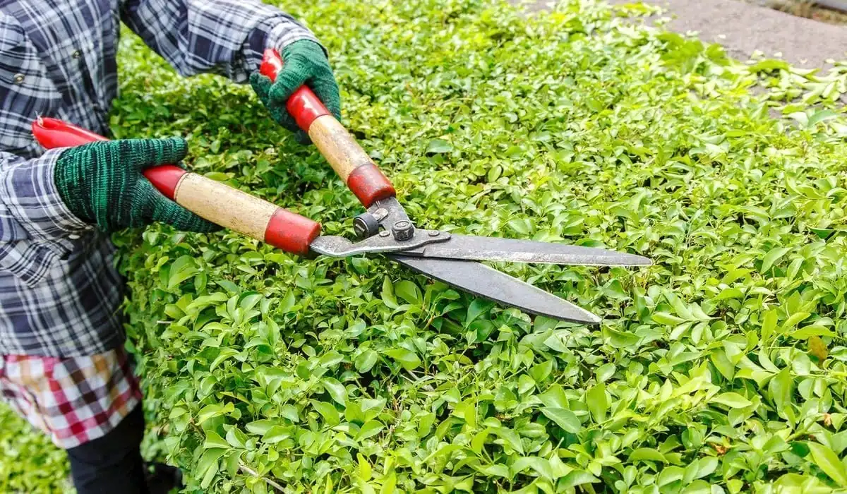Mantenimiento de zonas verdes de una comunidad en Gran Canaria