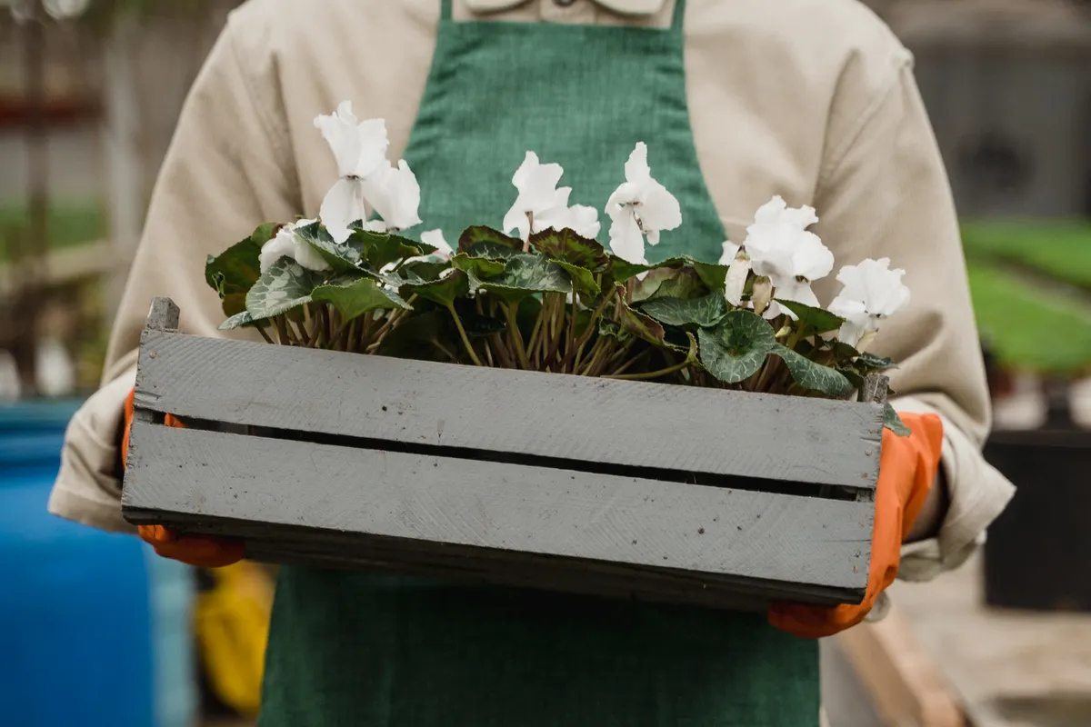 Jardinero con delantal verde sujetando una caja de madera con ciclámenes blancos